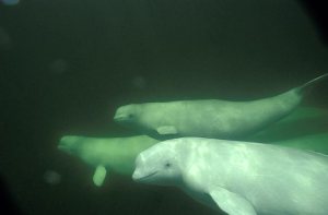 Beluga whales in a happy pod in the wild. Oh hey buddy! 