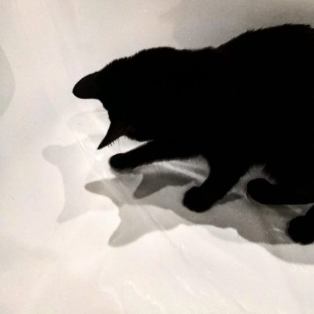 cat bathtub